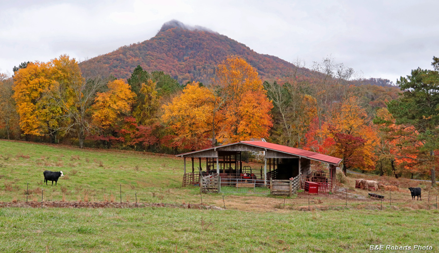 Barn_foliage