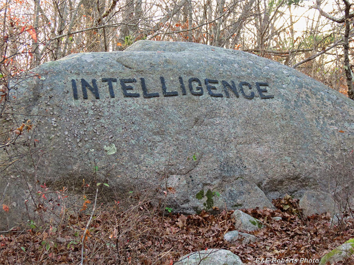 Intelligence