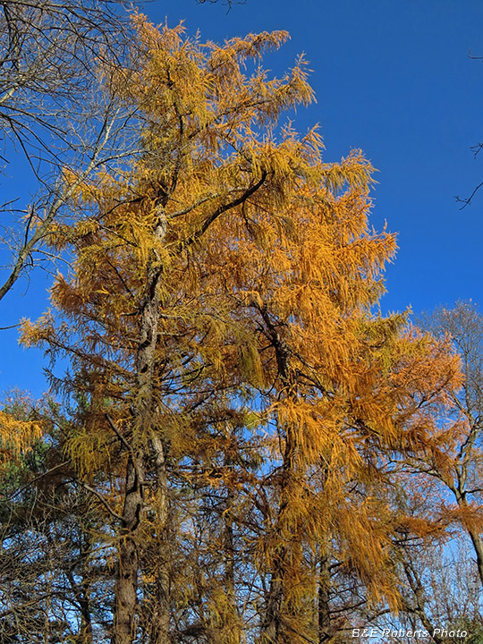 Larches