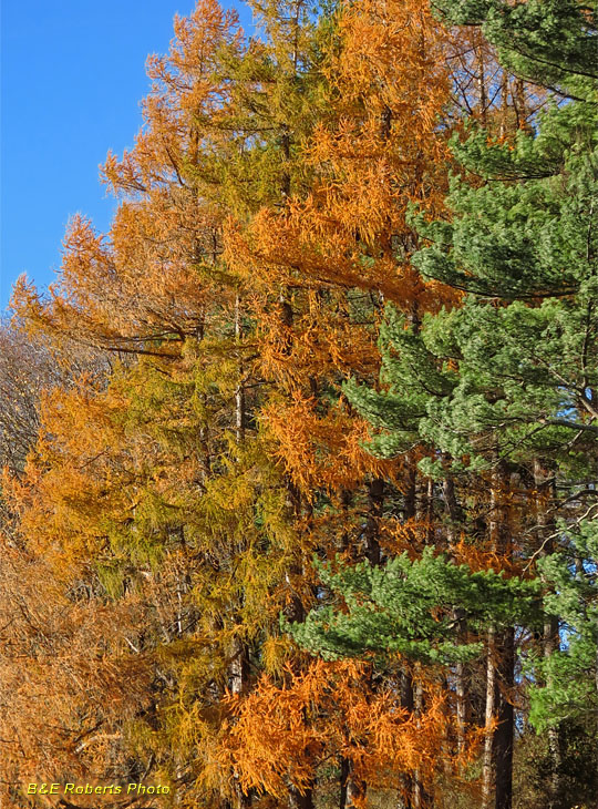 Larches