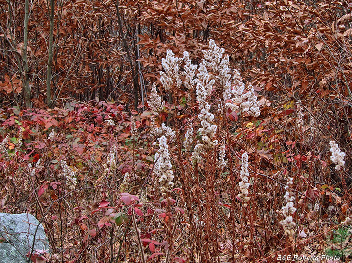 Seed_heads