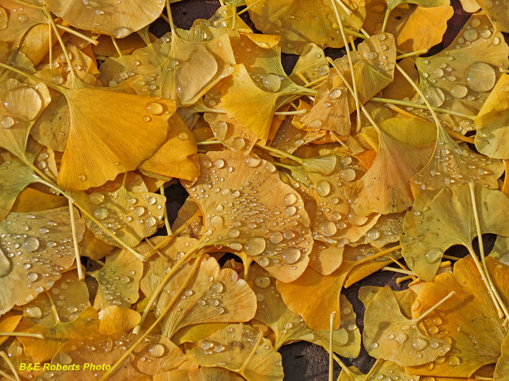 Gingko_Leaves