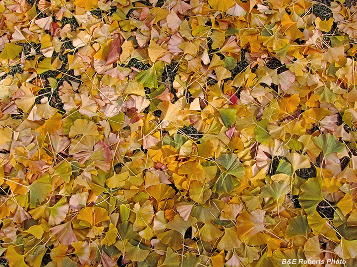 Fallen_leaves