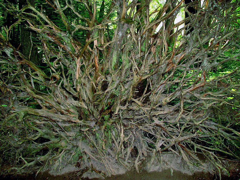 Cedar_roots