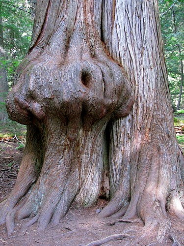 Tree_burl