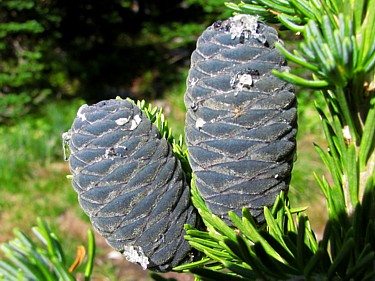 Spruce_cones