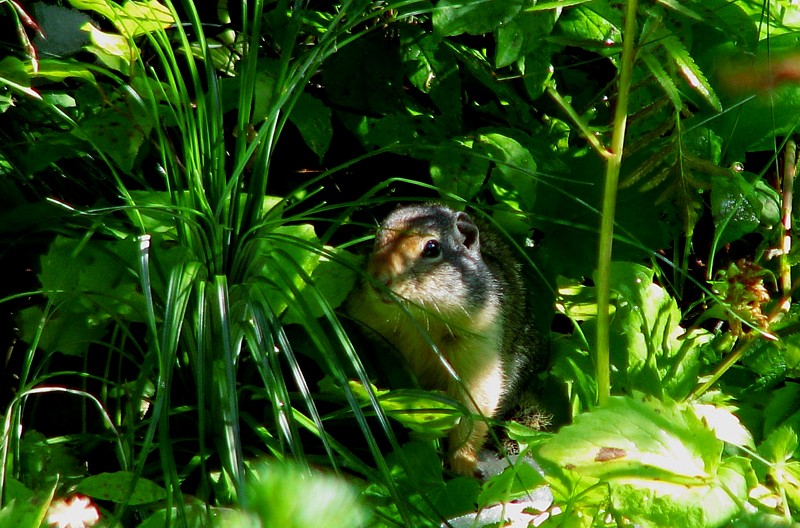 Ground_squirrel