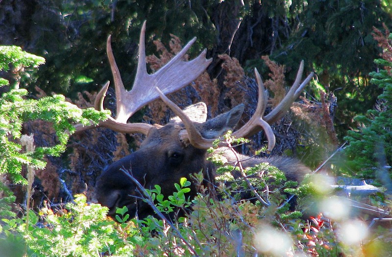 Trailside_moose