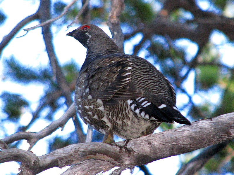 Grouse