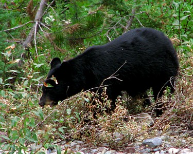 Black_bear