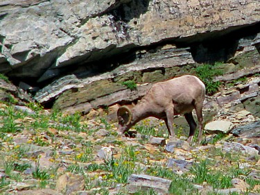 Bighorn