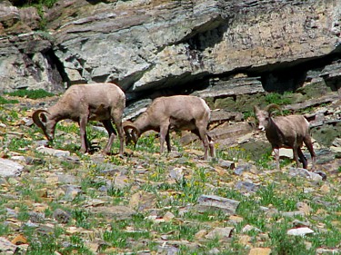 Bighorns