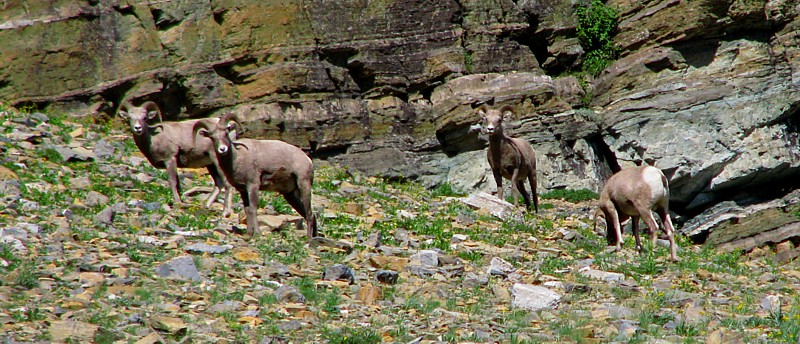 Bighorns