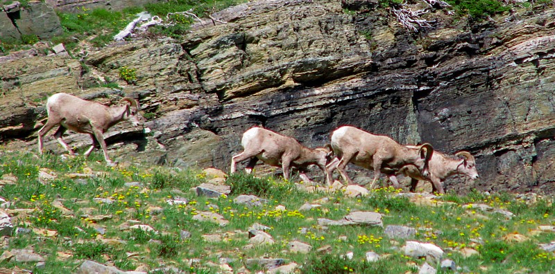 Bighorns