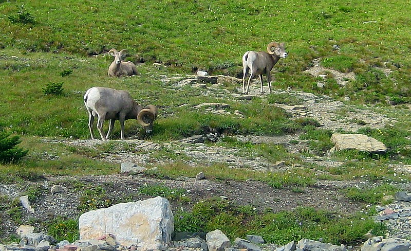 Bighorns