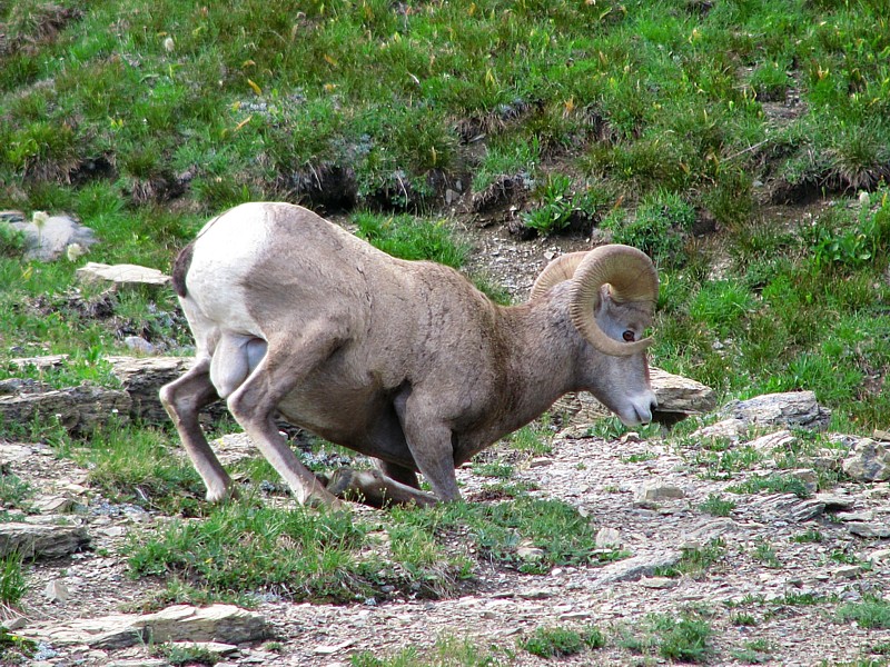 Bighorn