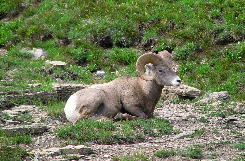 Bighorn