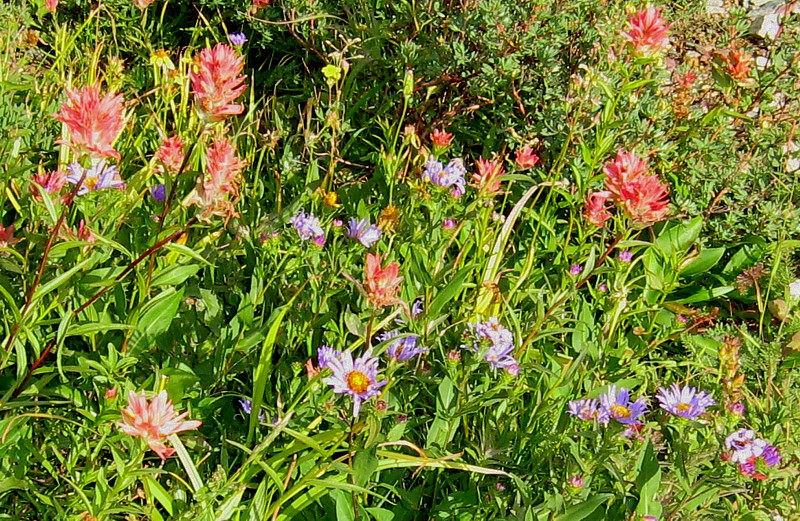 Wildflowers