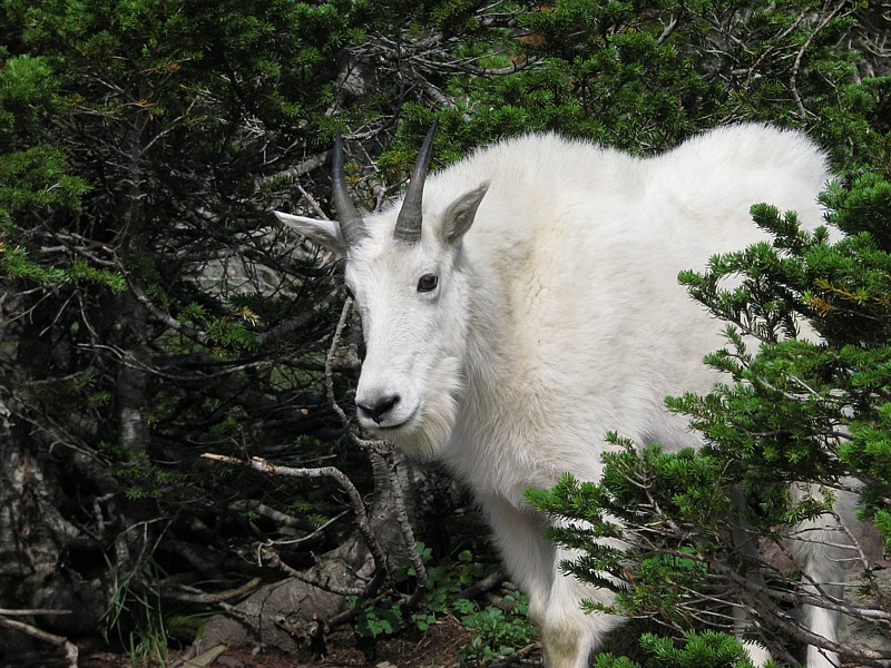 Mtn_Goat