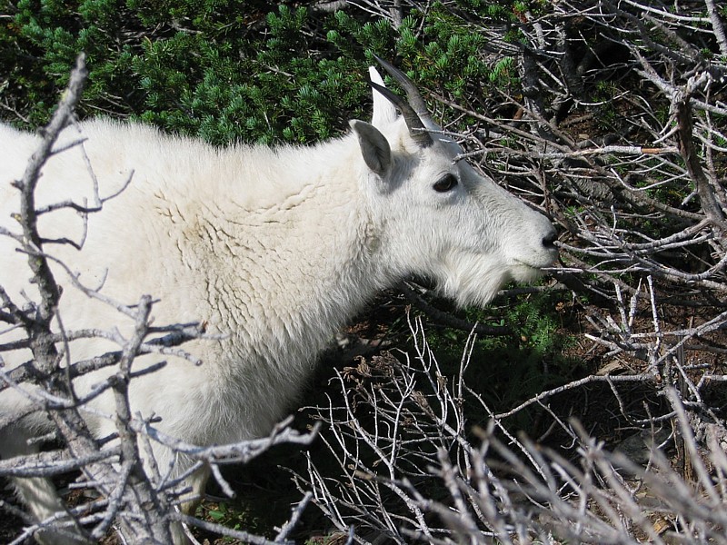 Mtn_Goat