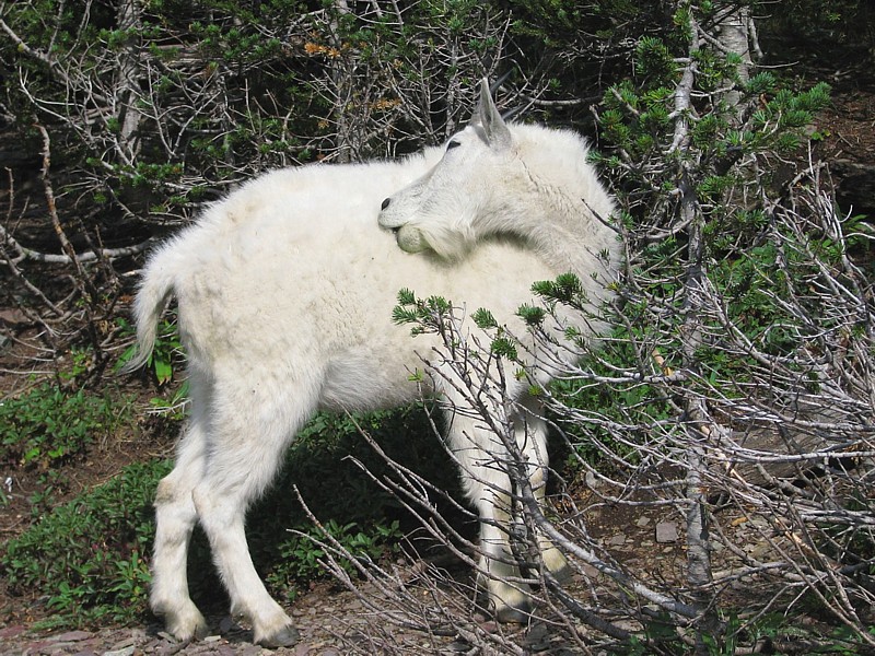 Mtn_Goat