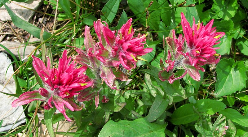 Indian_paintbrush