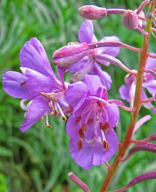 Fireweed