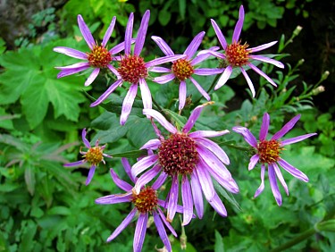 Asters