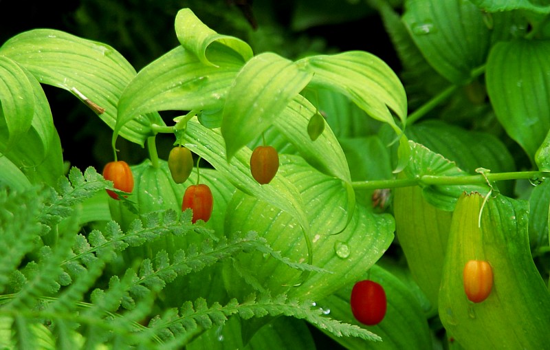 Berries