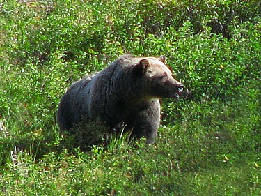 Grizzly