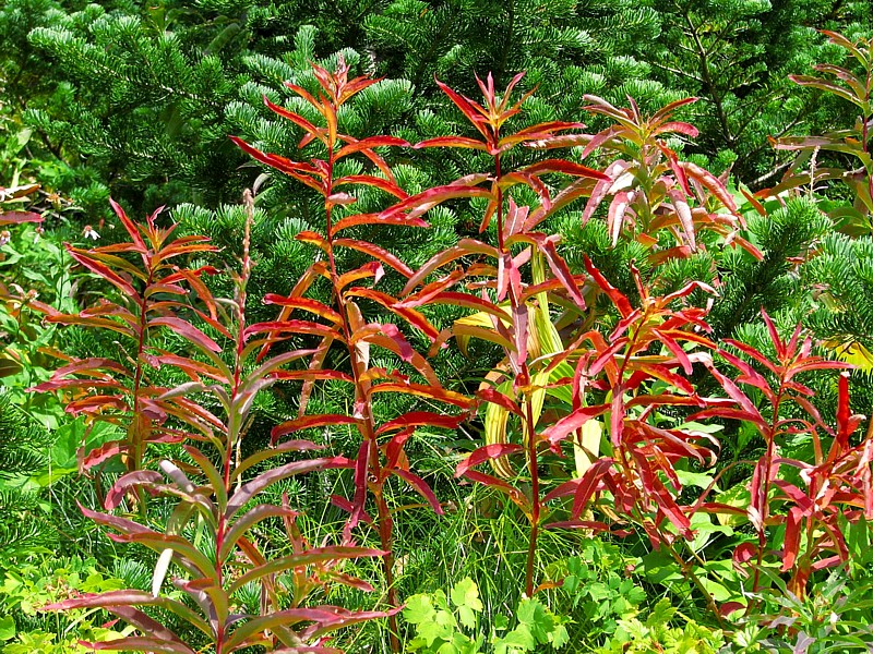 Red_foliage