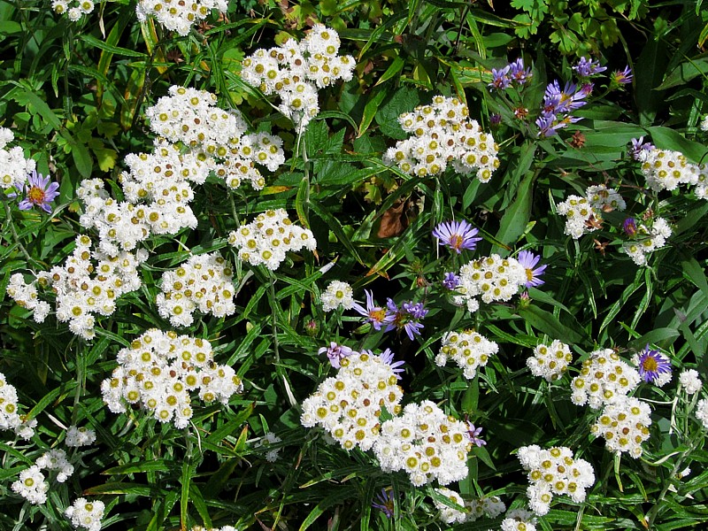 Wildflowers