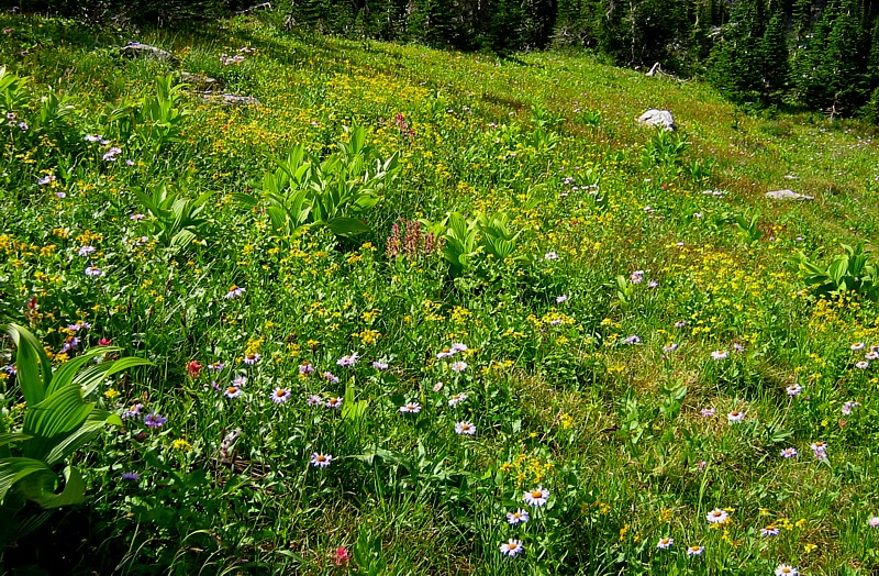 Wildflowers