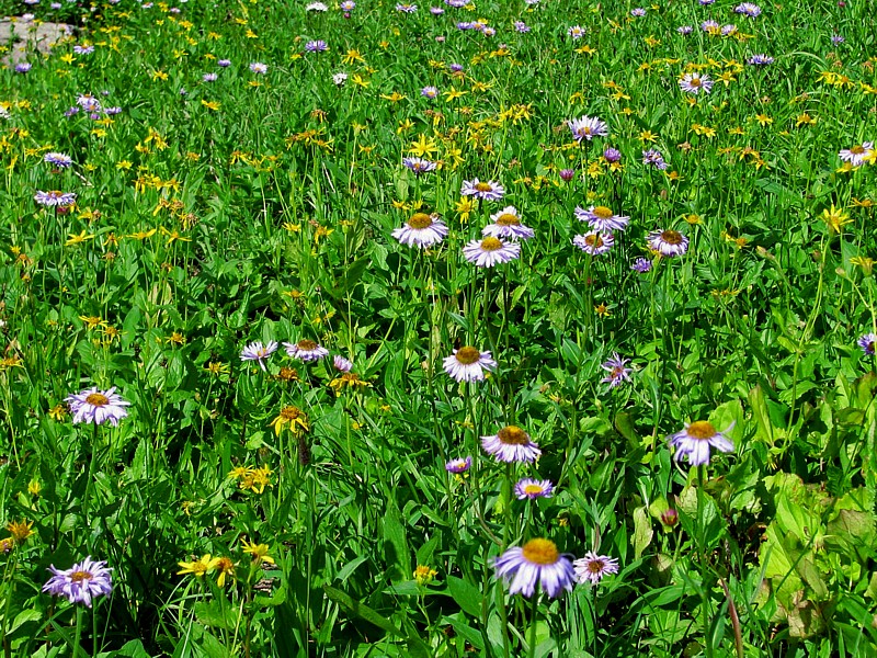 Wildflowers