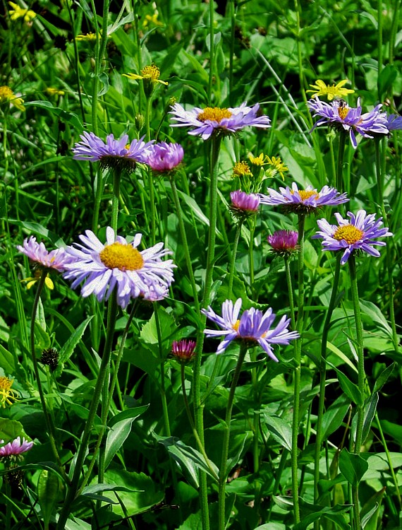 Wildflowers