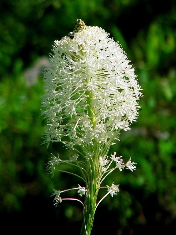 Bear_grass