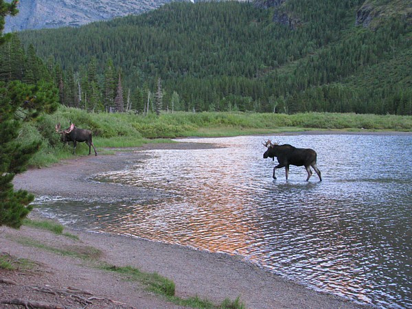 Two_moose