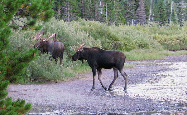 Two_moose