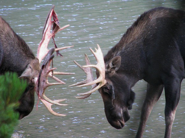 Two_moose