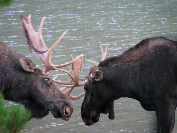 Two_moose