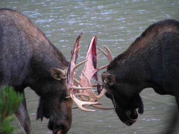 Two_moose