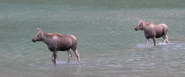 Moose_calves