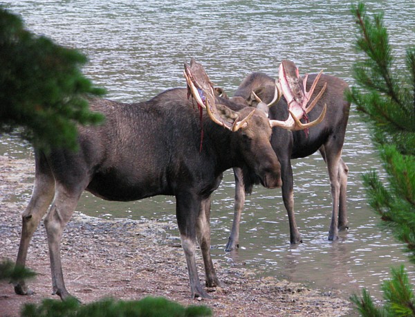 Two_moose