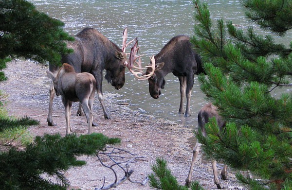 Four_moose