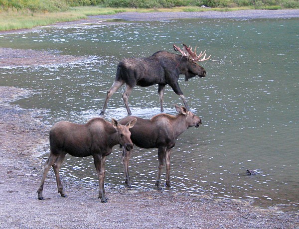 Moose_drama