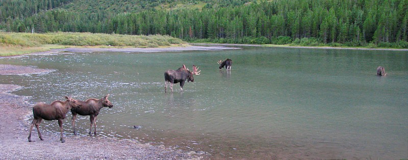 Five_moose