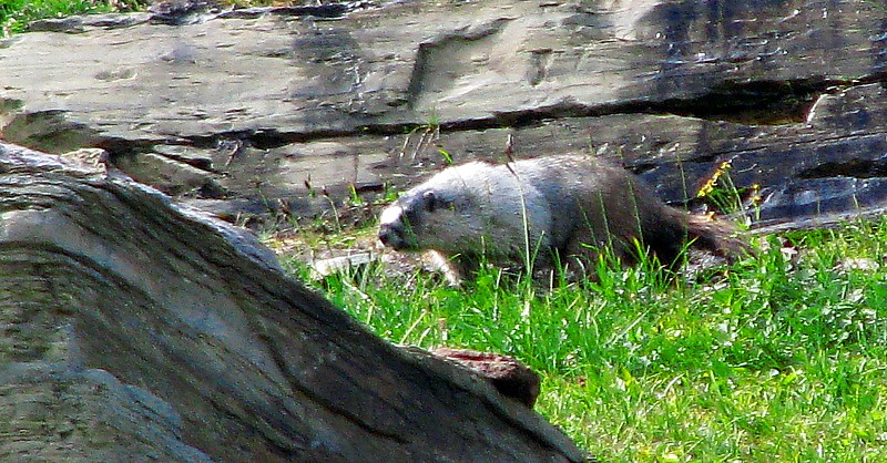 Marmot