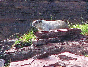 Marmot