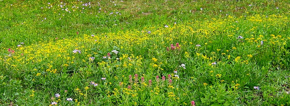 Wildflowers