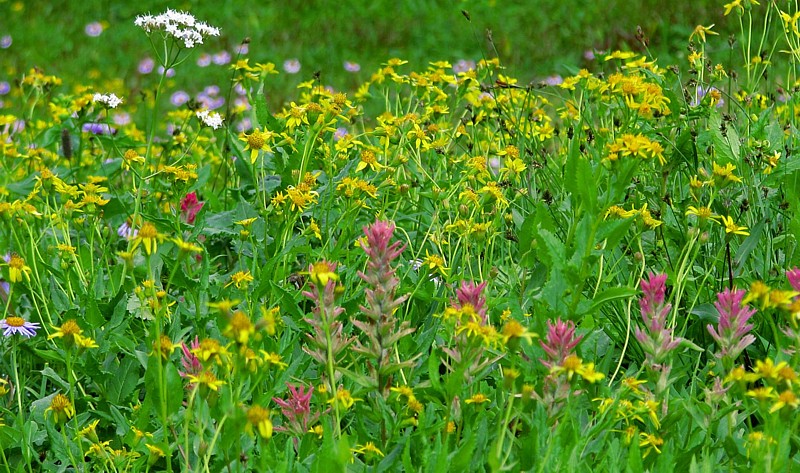 Wildflowers